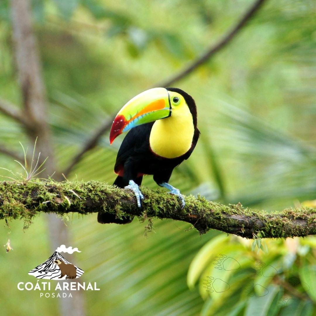 Coati Del Arenal Posada La Fortuna Екстериор снимка